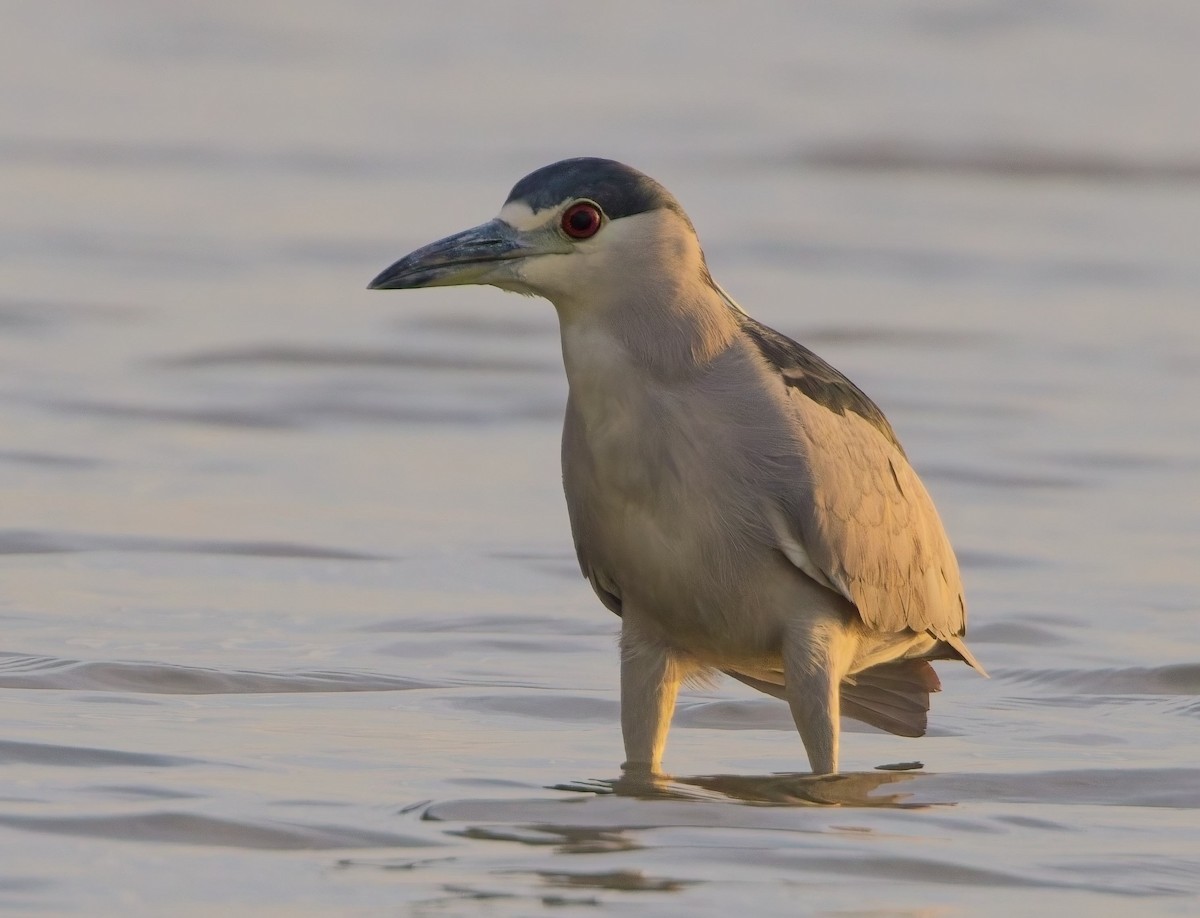 Black-crowned Night Heron - ML638315707