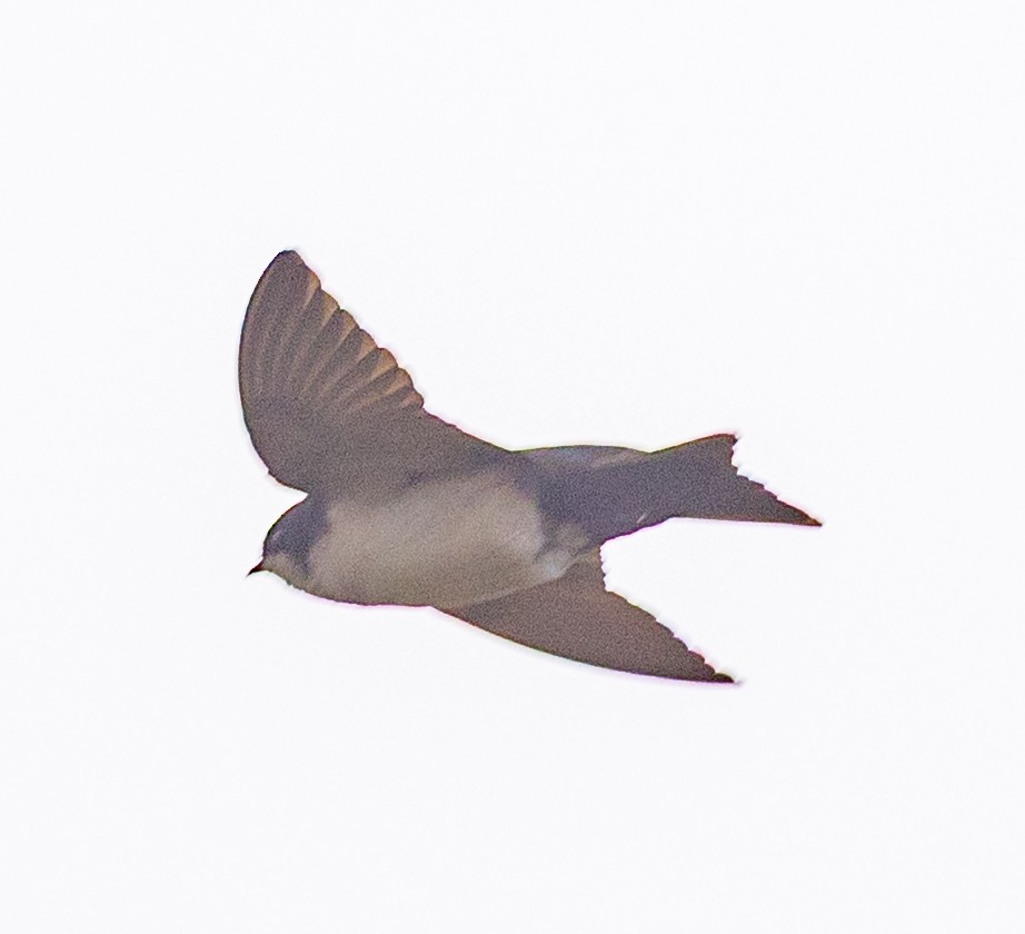 Blue-and-white Swallow - ML638315710