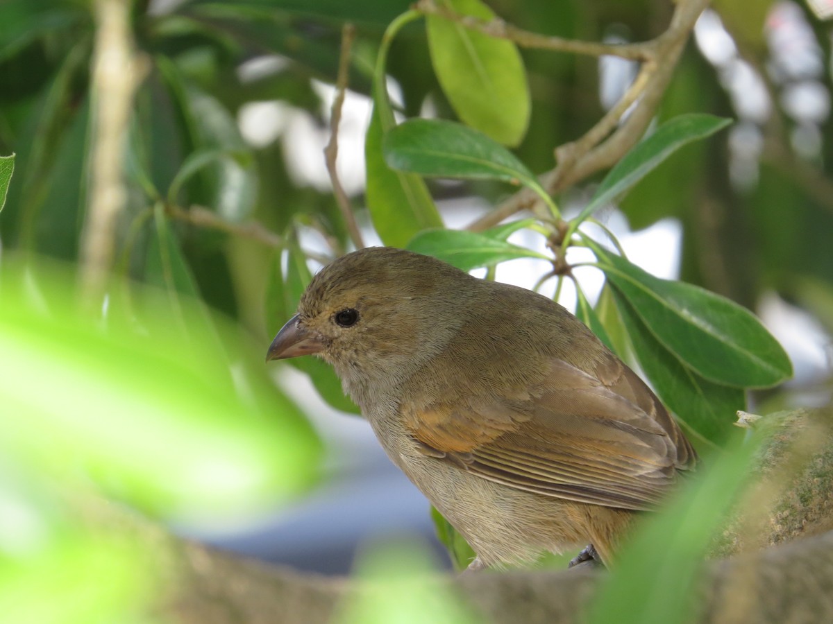 Barbados Bullfinch - ML638315712