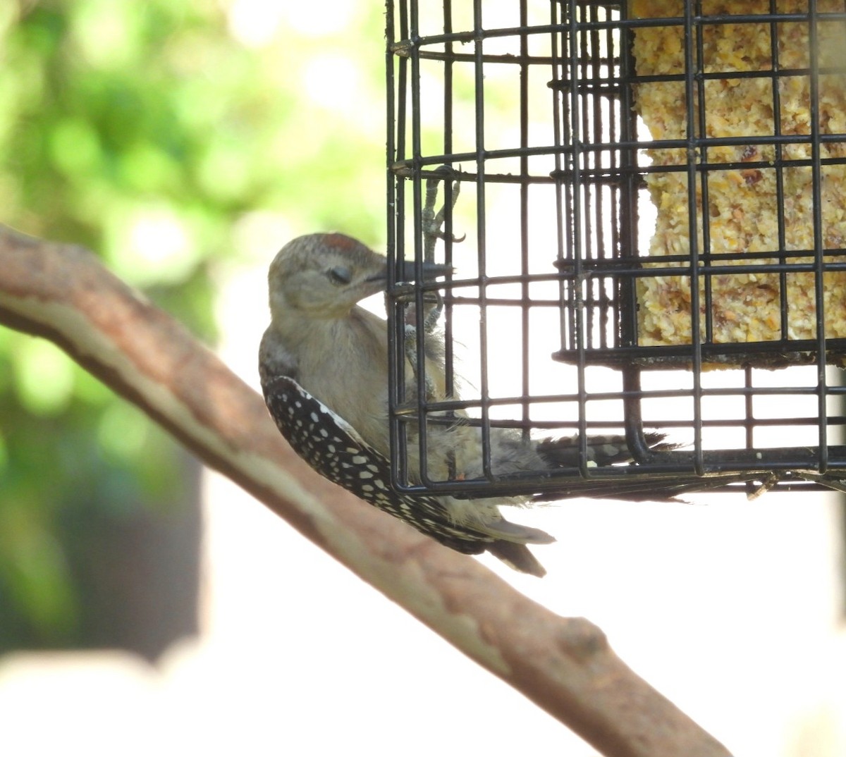 Red-bellied Woodpecker - ML638315713