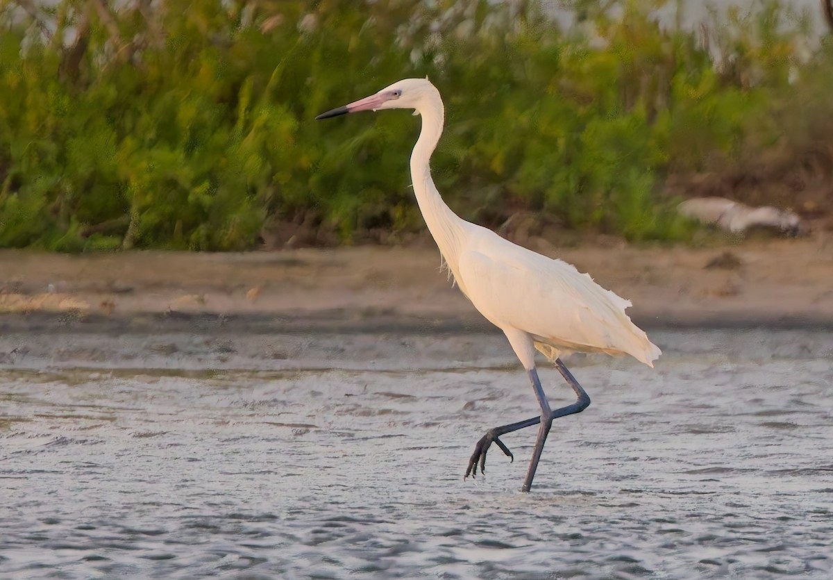 Reddish Egret - ML638315717