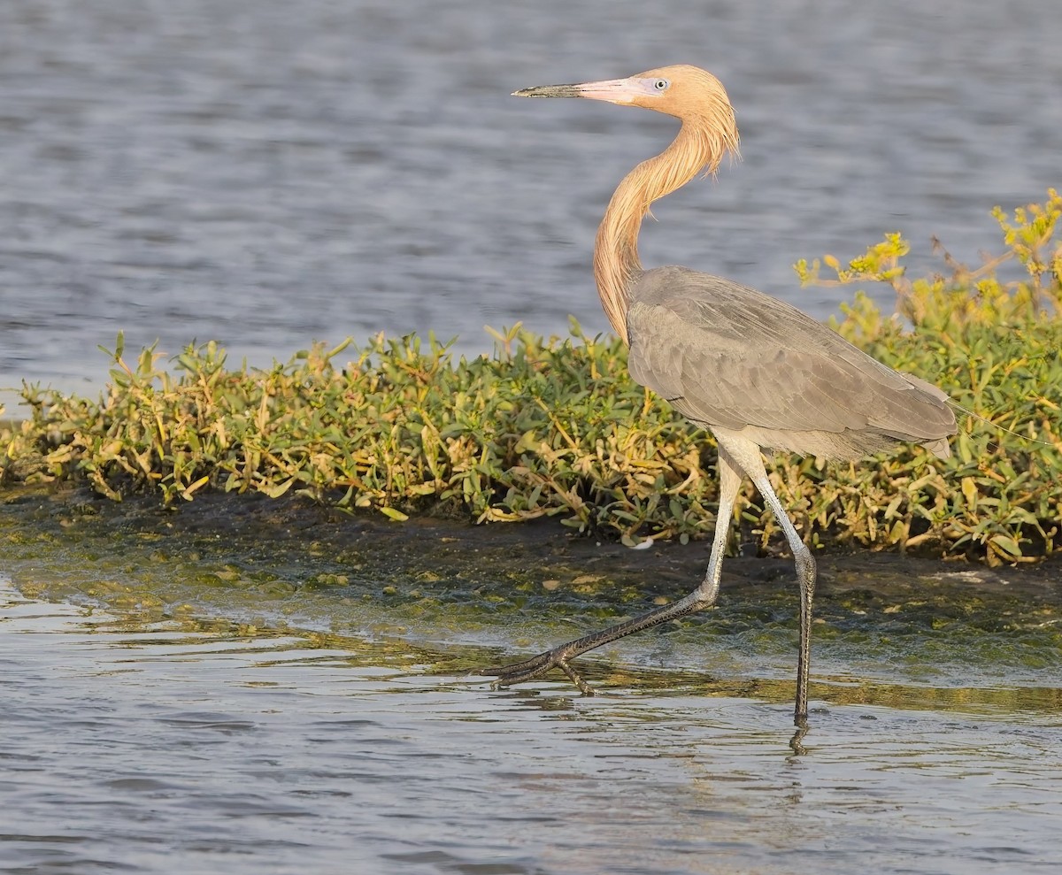 Reddish Egret - ML638315718