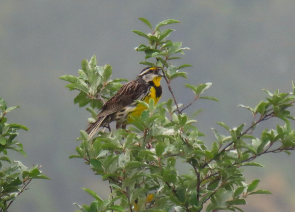 Eastern Meadowlark - ML638315721