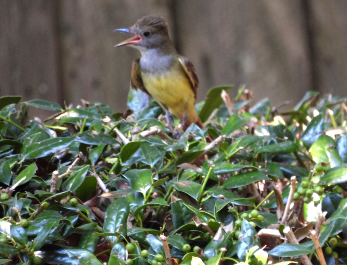 Great Crested Flycatcher - ML638315722