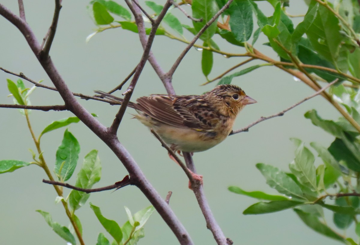 Grasshopper Sparrow - ML638315723