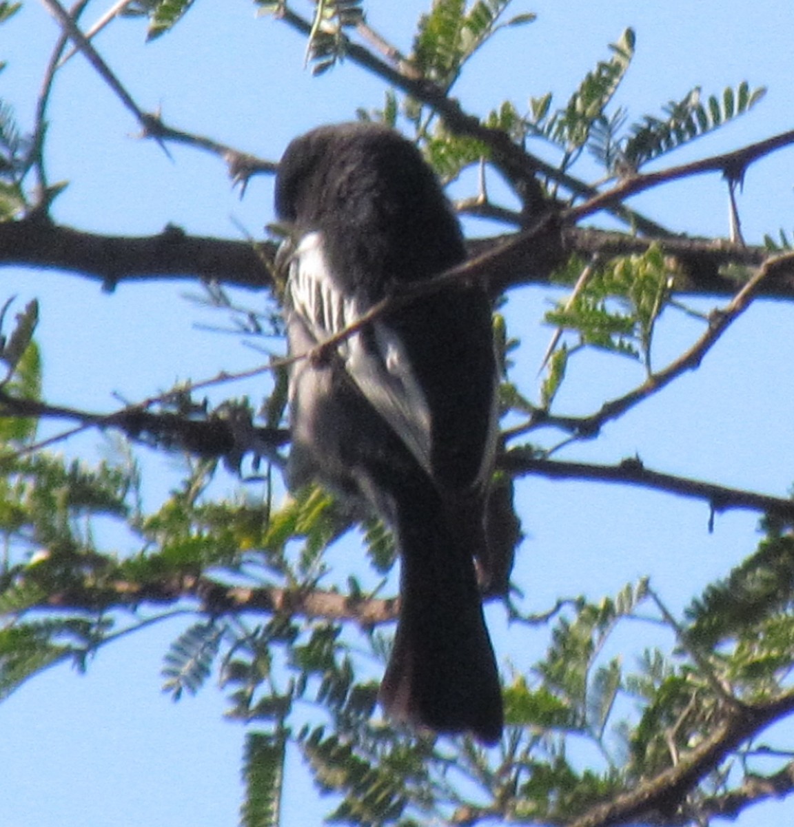 Southern Black-Tit - ML638315724