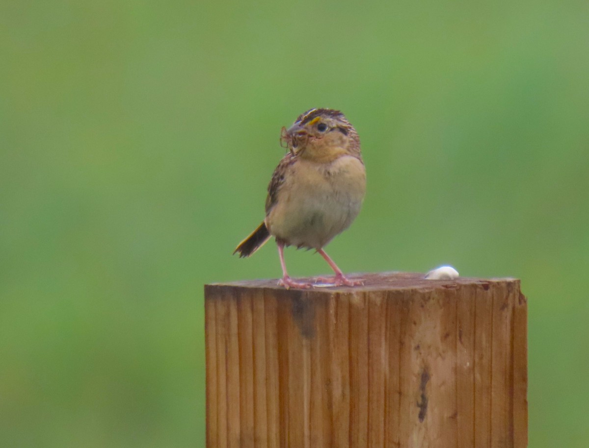 Grasshopper Sparrow - ML638315725