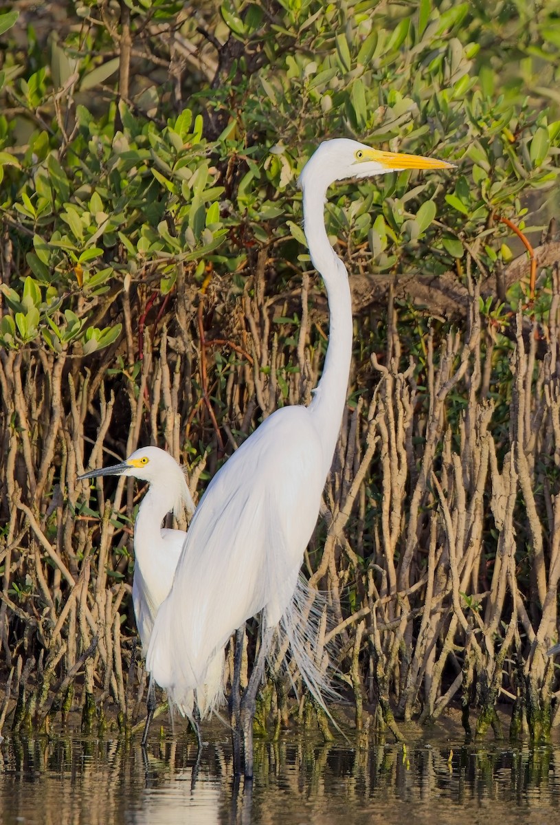 Snowy Egret - ML638315726