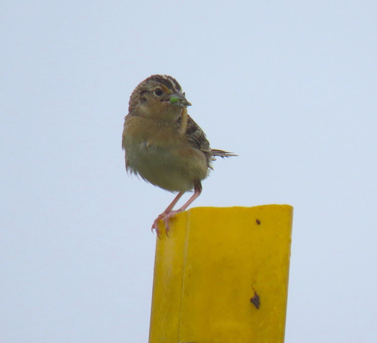 Grasshopper Sparrow - ML638315727