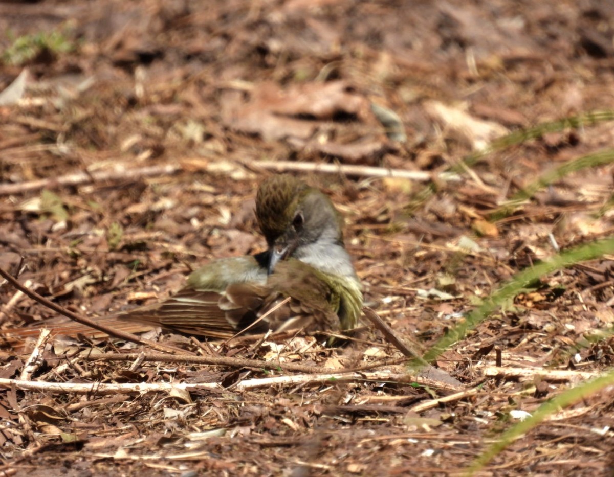 Great Crested Flycatcher - ML638315728