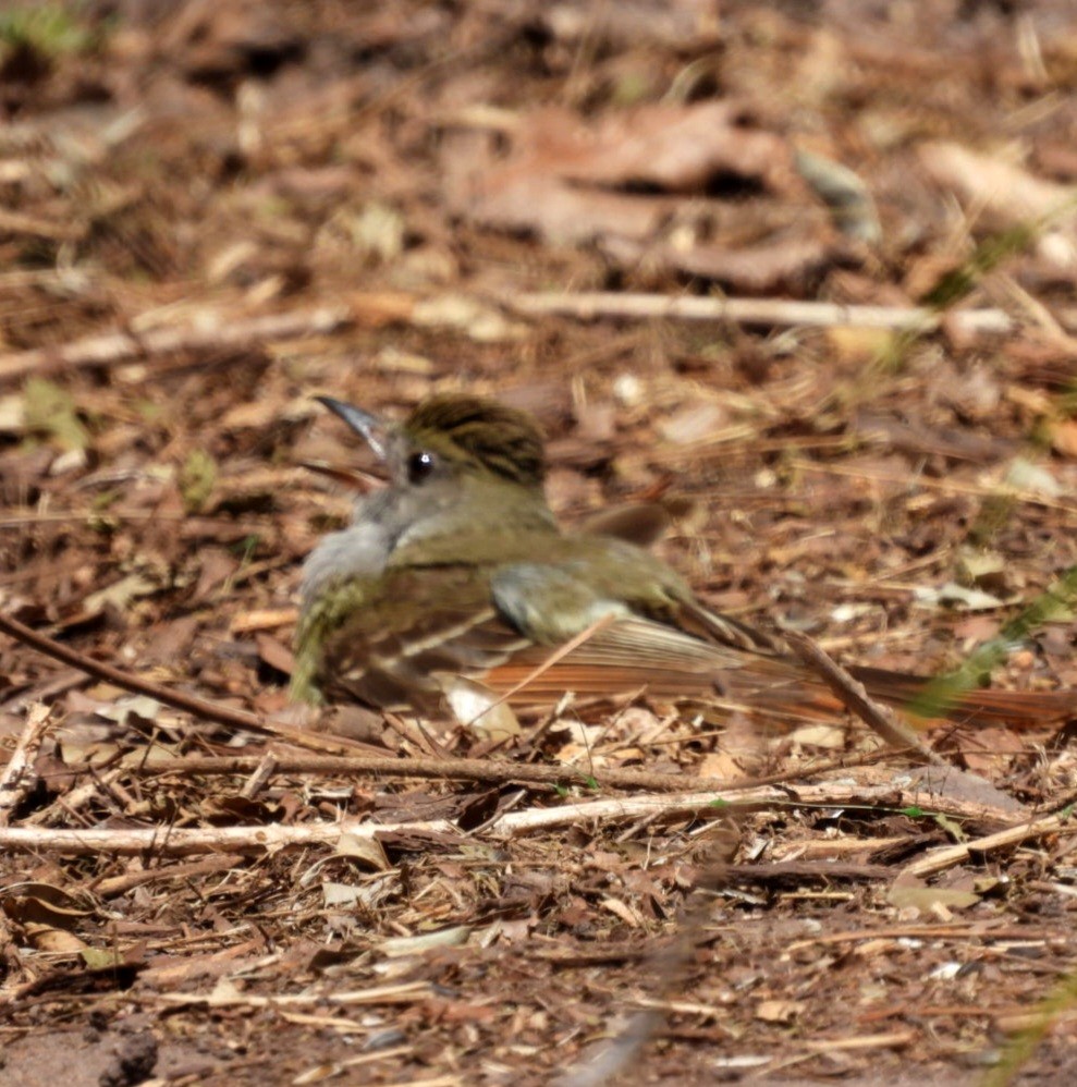 Great Crested Flycatcher - ML638315729