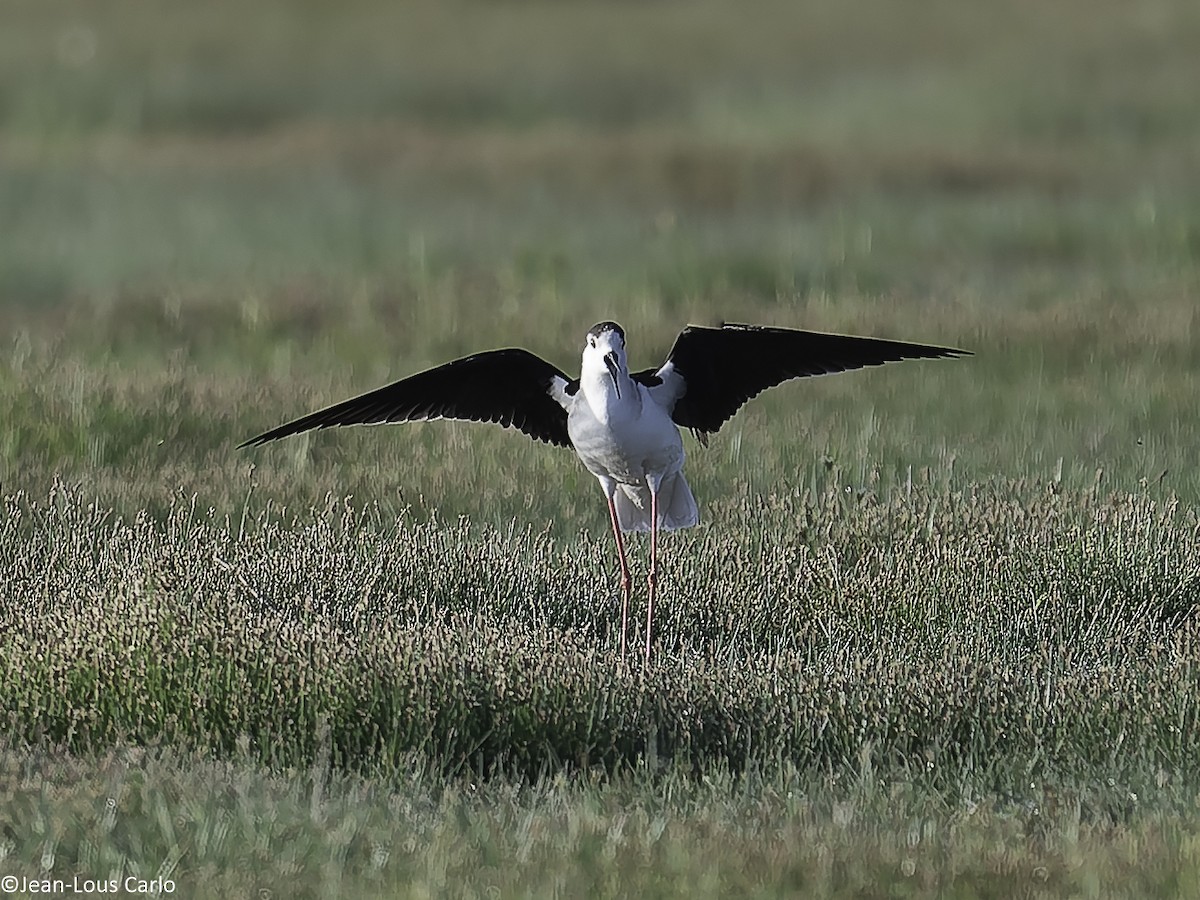 Black-winged Stilt - ML638315731