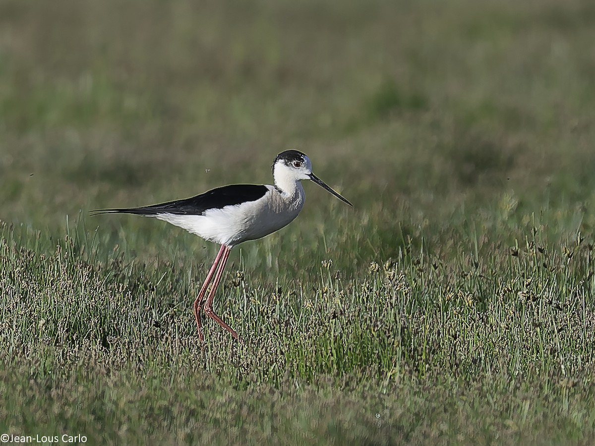Black-winged Stilt - ML638315733