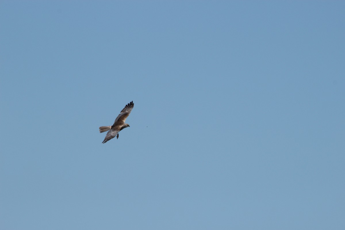 Western Marsh Harrier - ML638315740