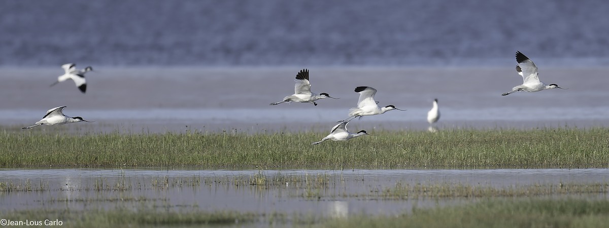 Avoceta Común - ML638315741