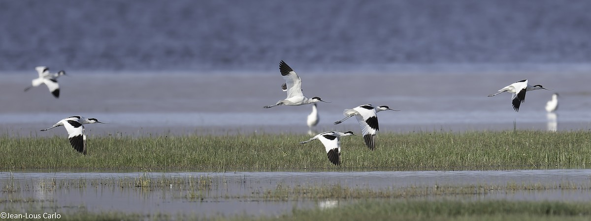 Avoceta Común - ML638315742