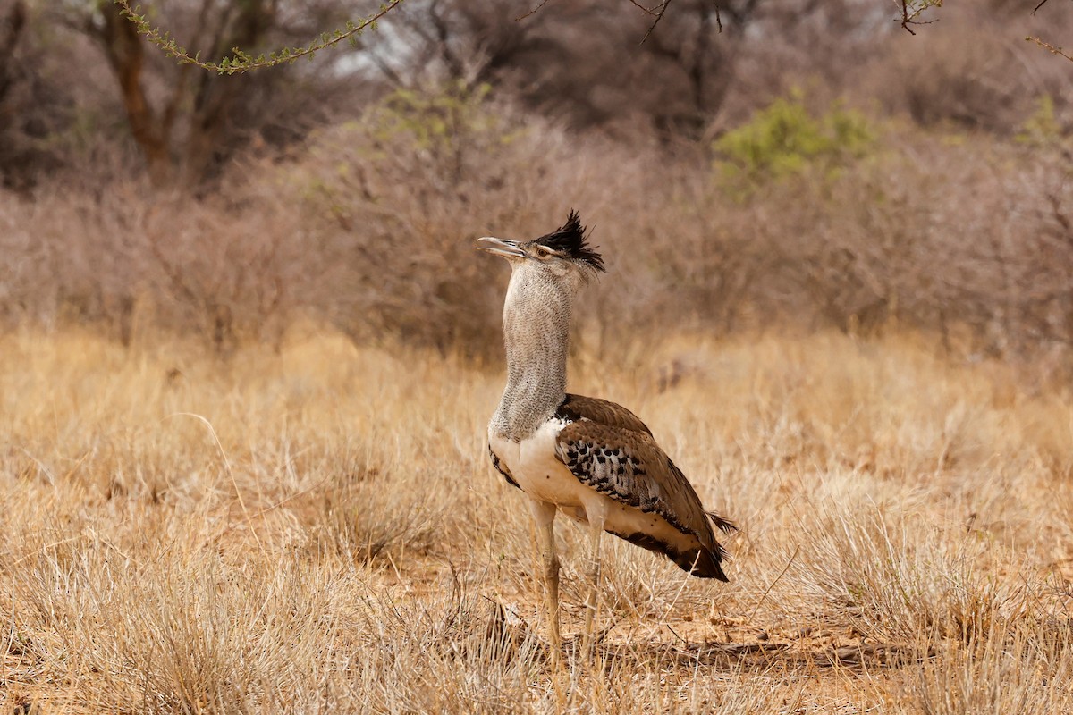 Kori Bustard - ML638315743
