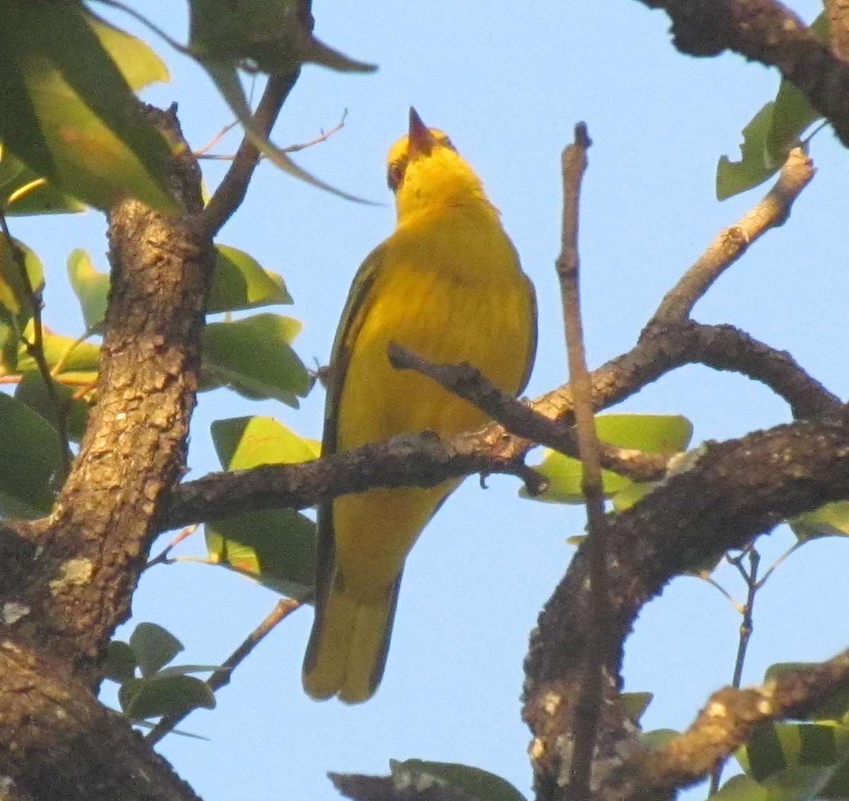 Oropéndola Africana - ML638315756