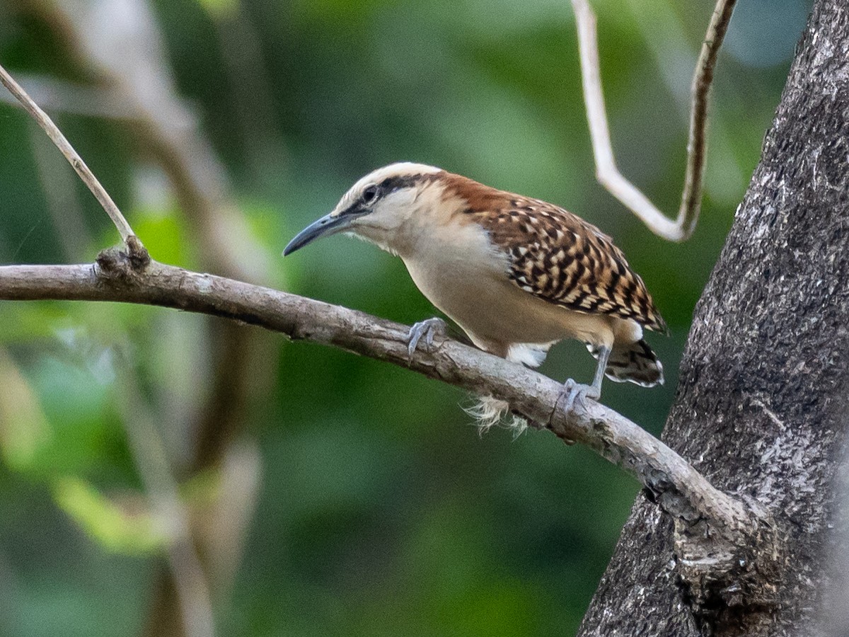 Rufous-backed Wren - ML638315807