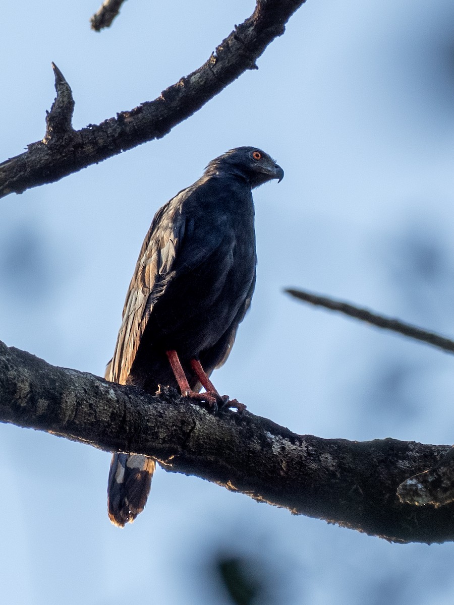 Buse échasse - ML638315823