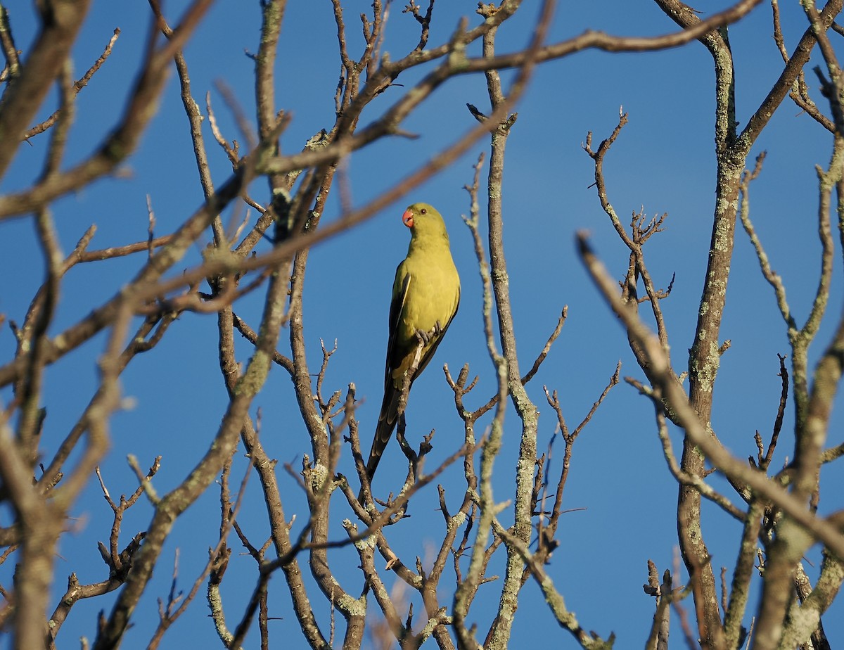 Regent Parrot - ML638315829