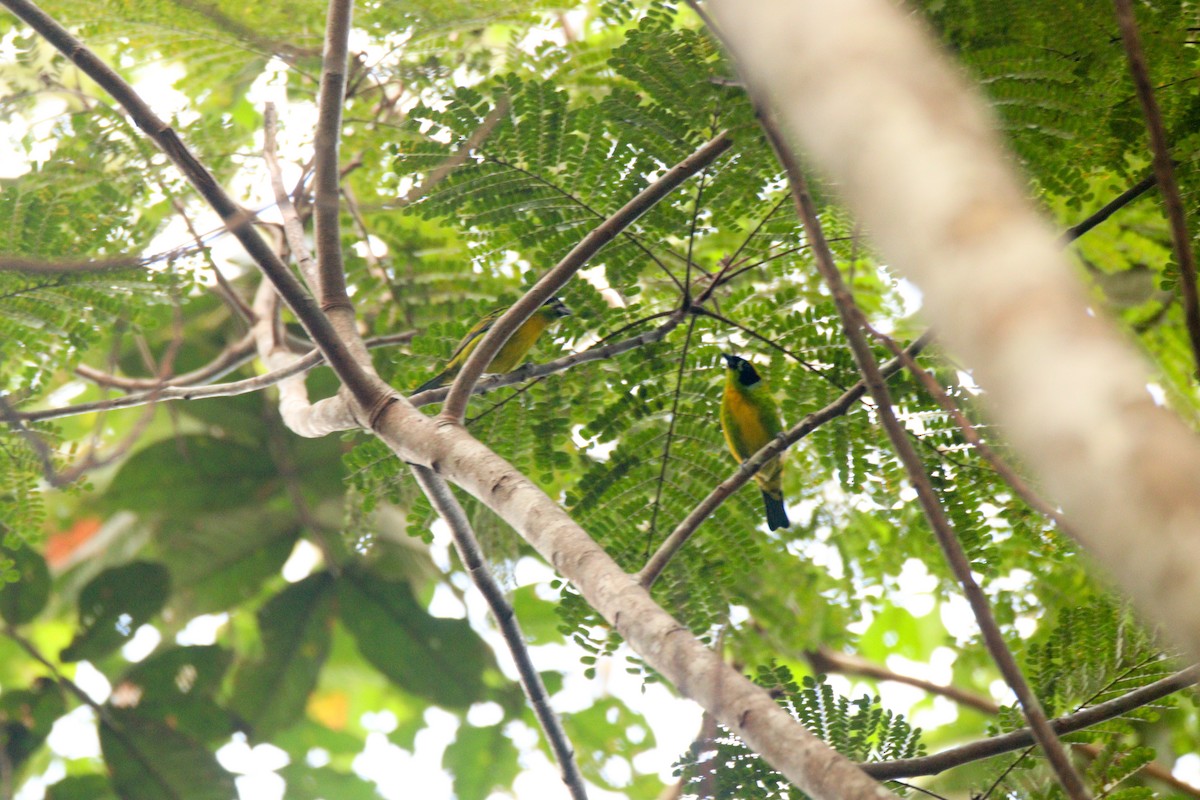 Green-and-gold Tanager - ML638315833