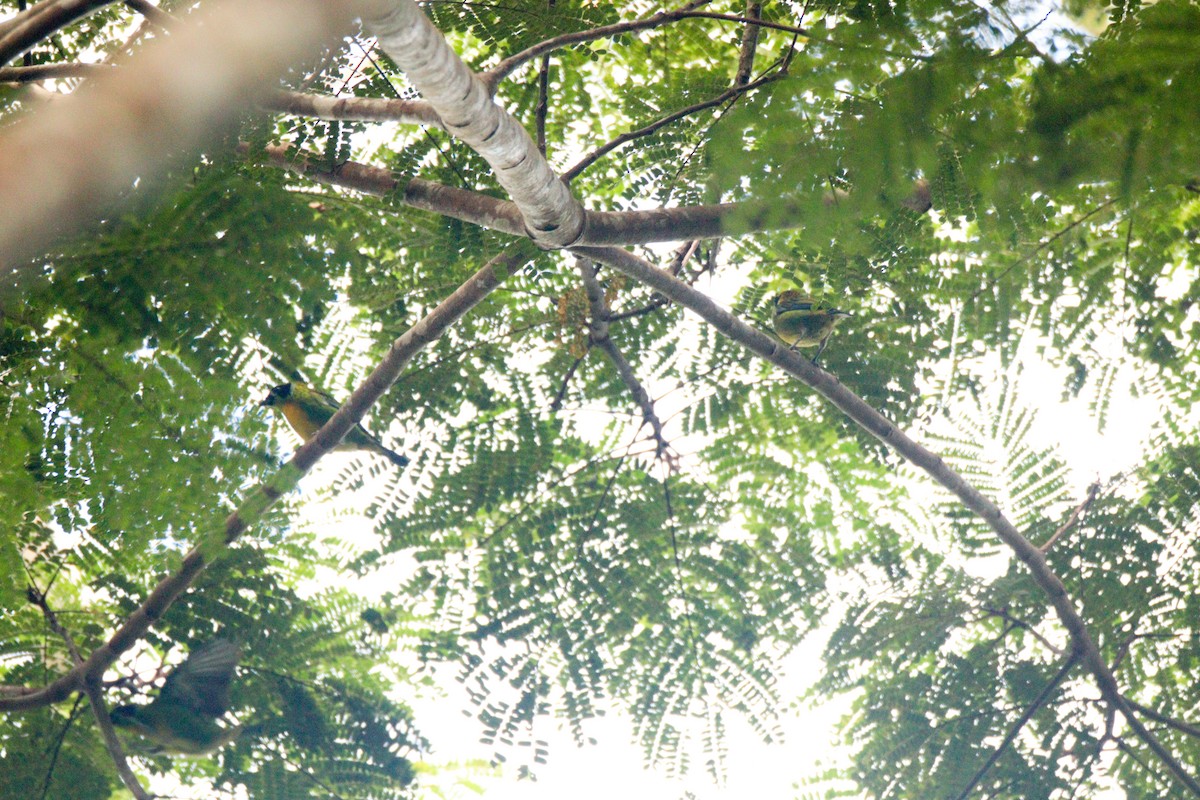 Green-and-gold Tanager - ML638315834