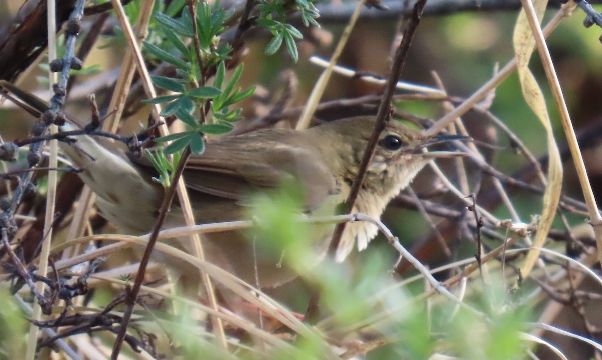 Chinese Bush Warbler - ML638315844