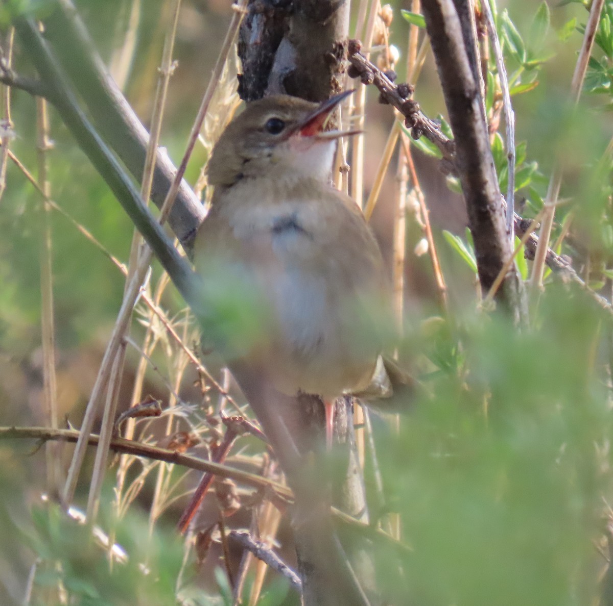 Chinese Bush Warbler - ML638315845