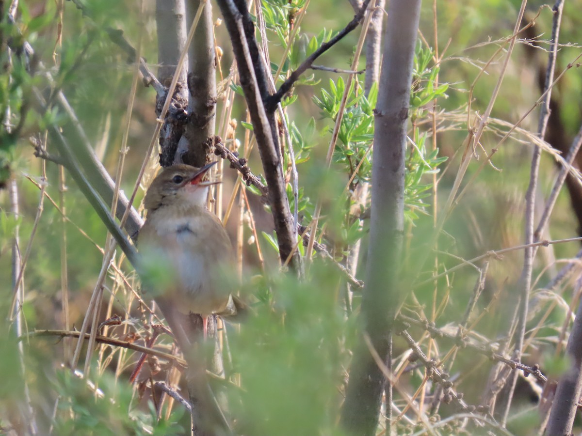 Chinese Bush Warbler - ML638315846