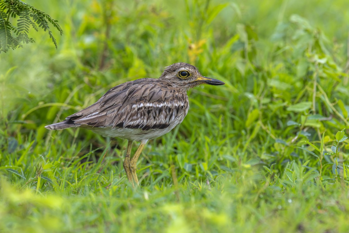 Indian Thick-knee - ML638315854