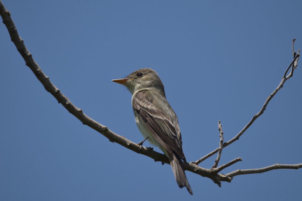 Eastern Wood-Pewee - ML638315857