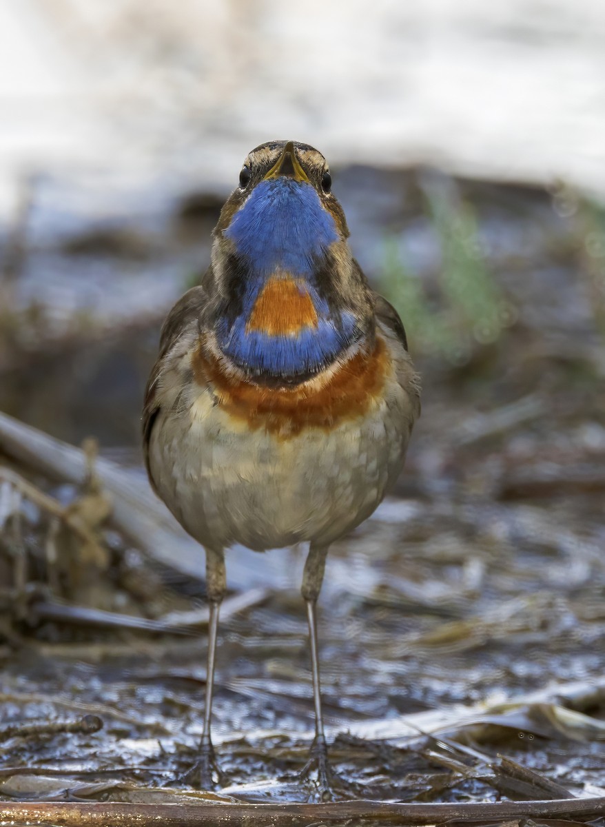 slavík modráček - ML638315858