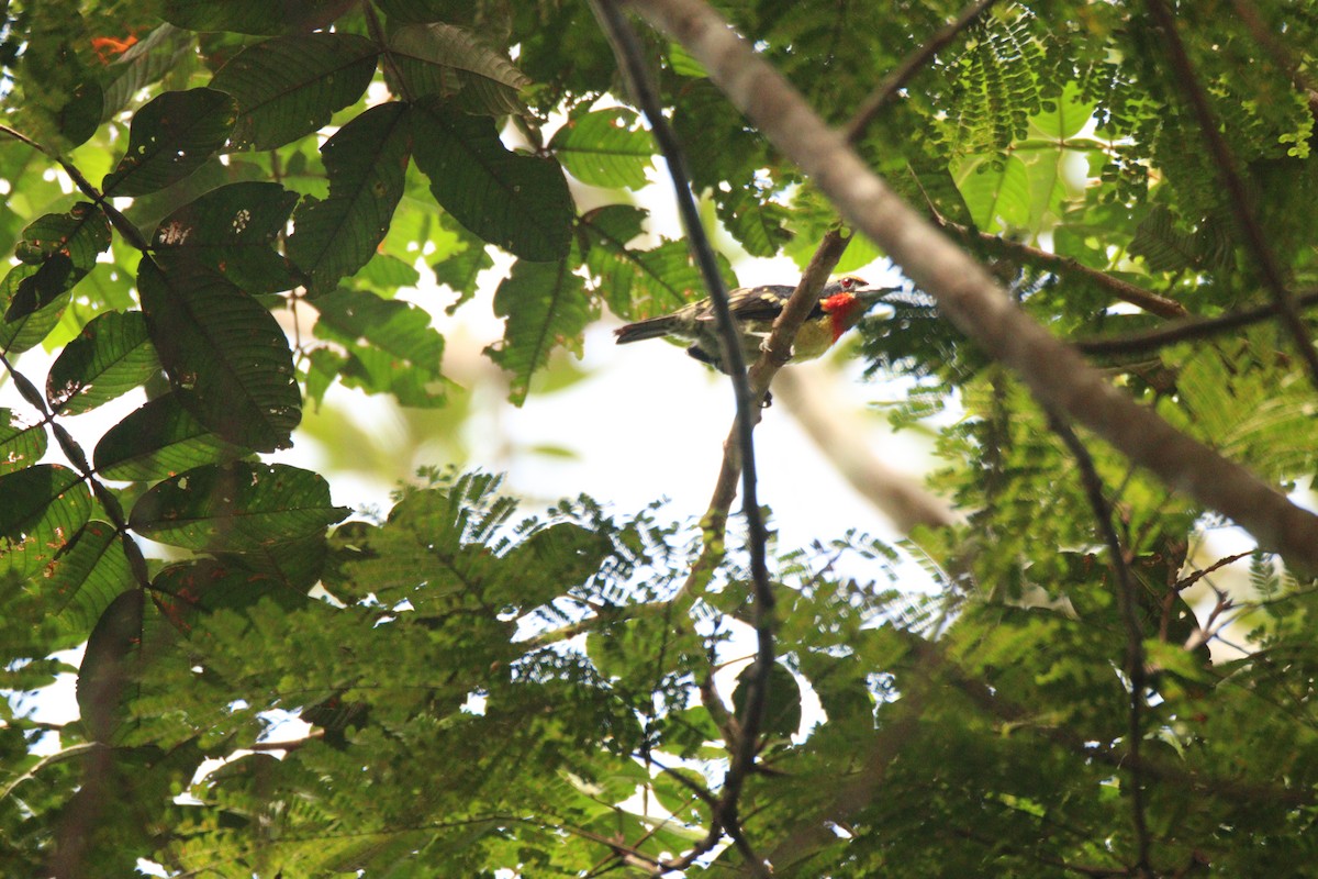 Goldbartvogel - ML638315859