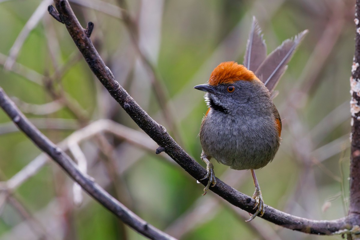 Spix's Spinetail - ML638315864
