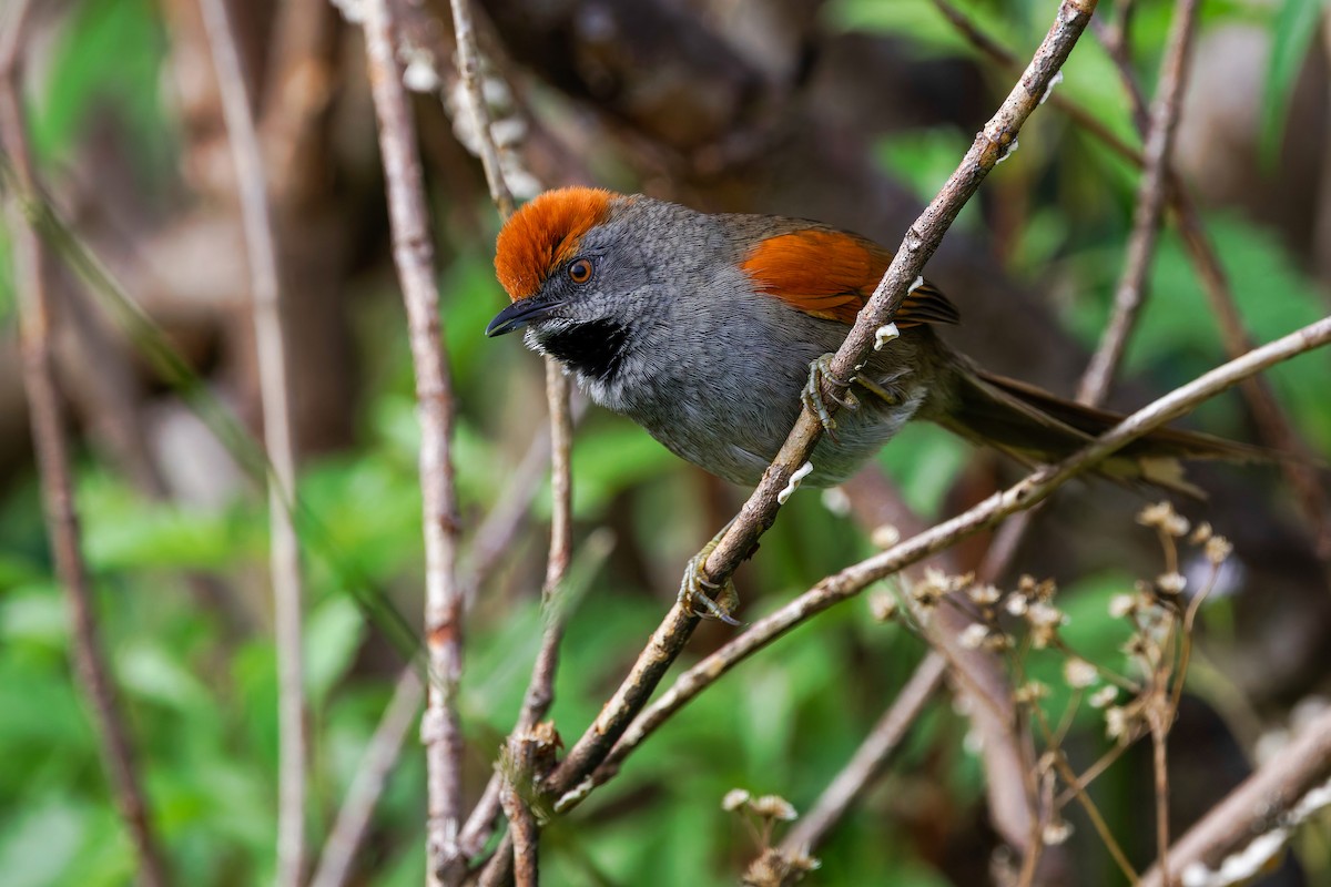 Spix's Spinetail - ML638315866