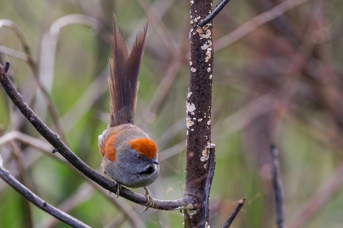 Spix's Spinetail - ML638315867