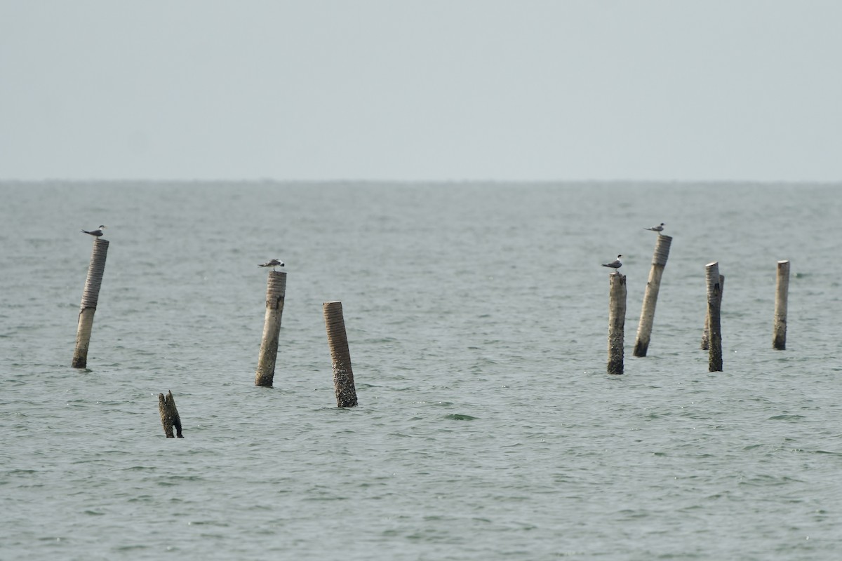 Great Crested Tern - ML638315870