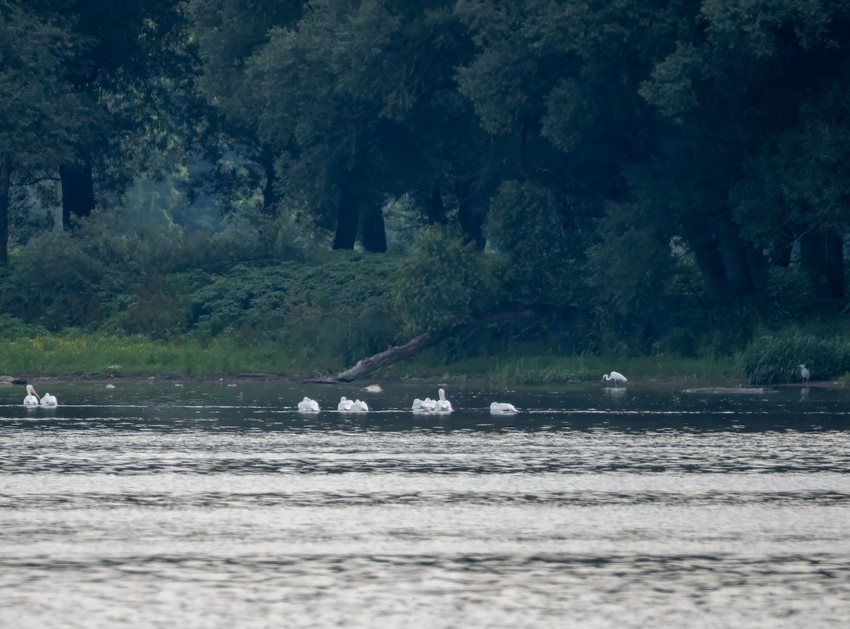 Pélican d'Amérique - ML638315871