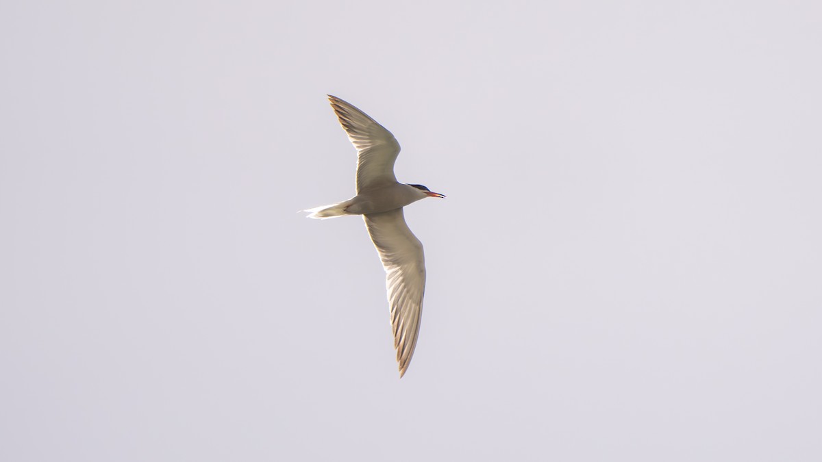 Речная крачка (hirundo/tibetana) - ML638315920