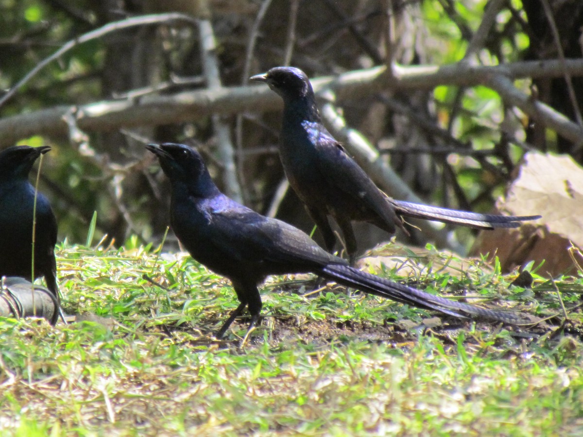 Meves's Starling - ML638315924