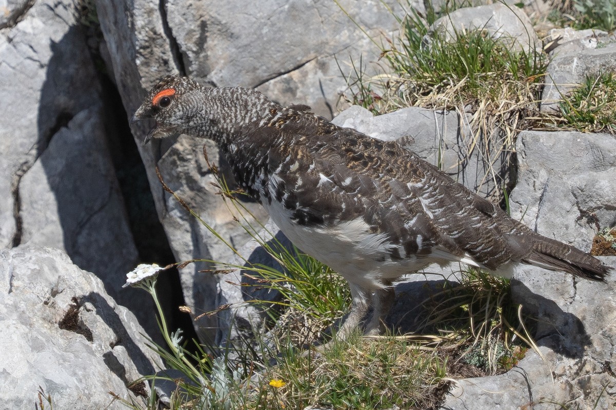 Rock Ptarmigan - ML638315925