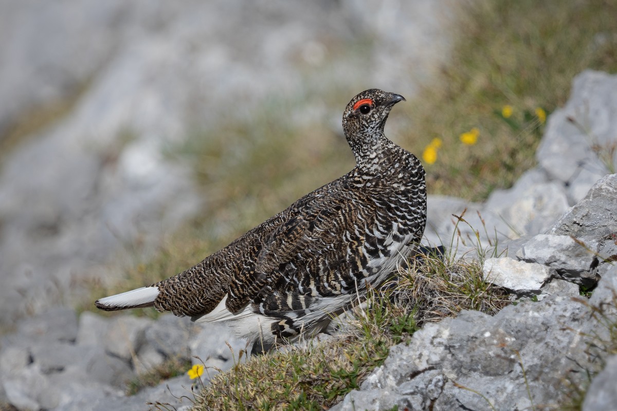 Rock Ptarmigan - ML638315926