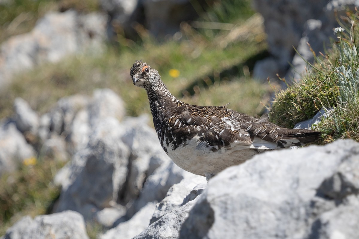 Rock Ptarmigan - ML638315927