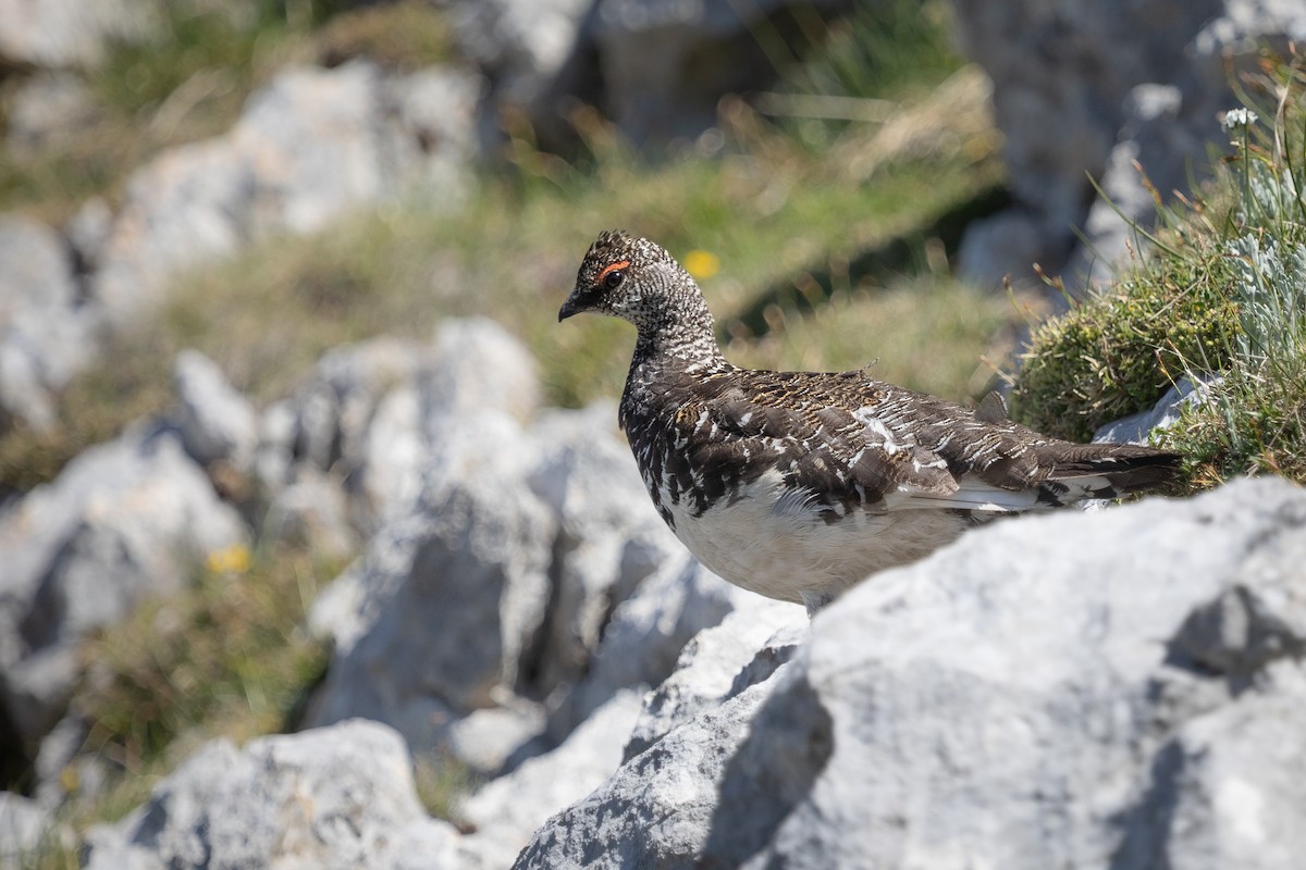 Rock Ptarmigan - ML638315928