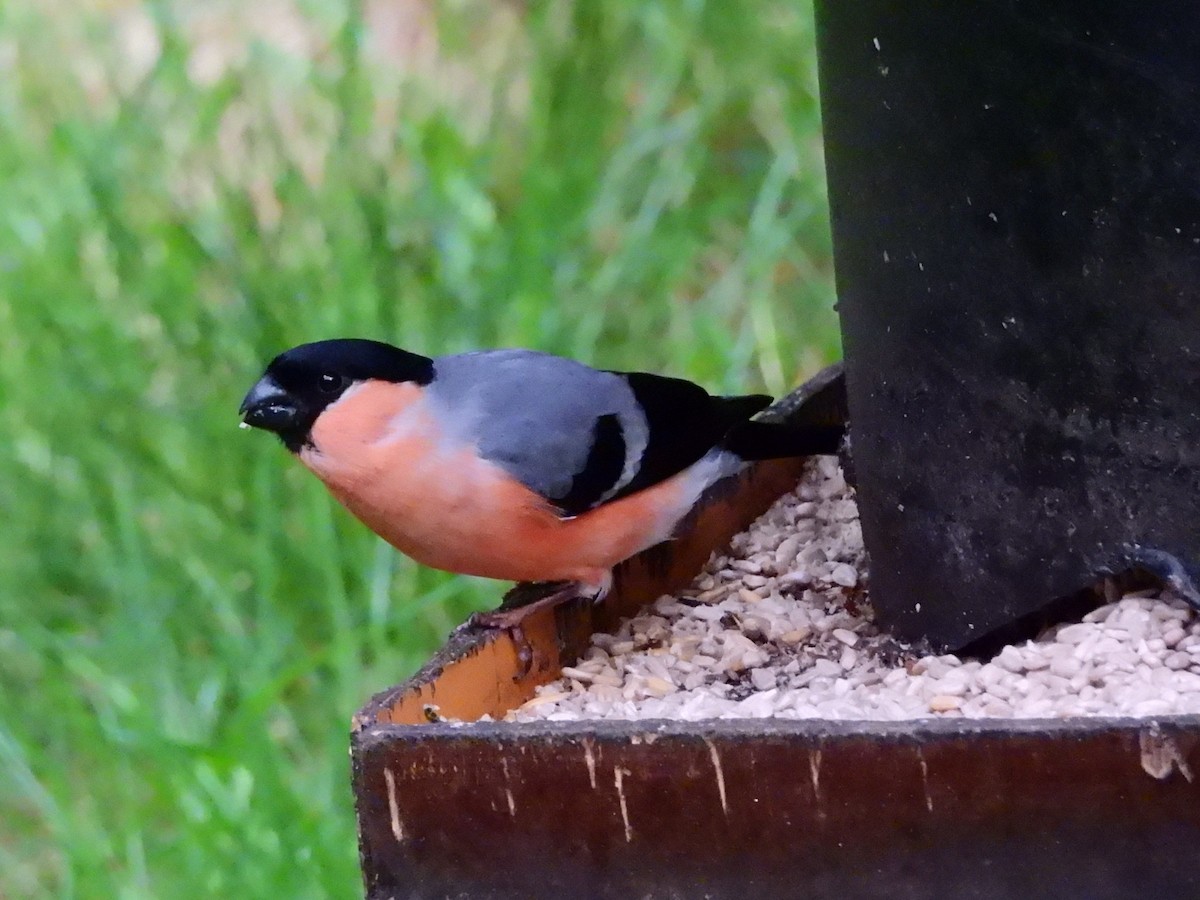 Eurasian Bullfinch - ML638315929