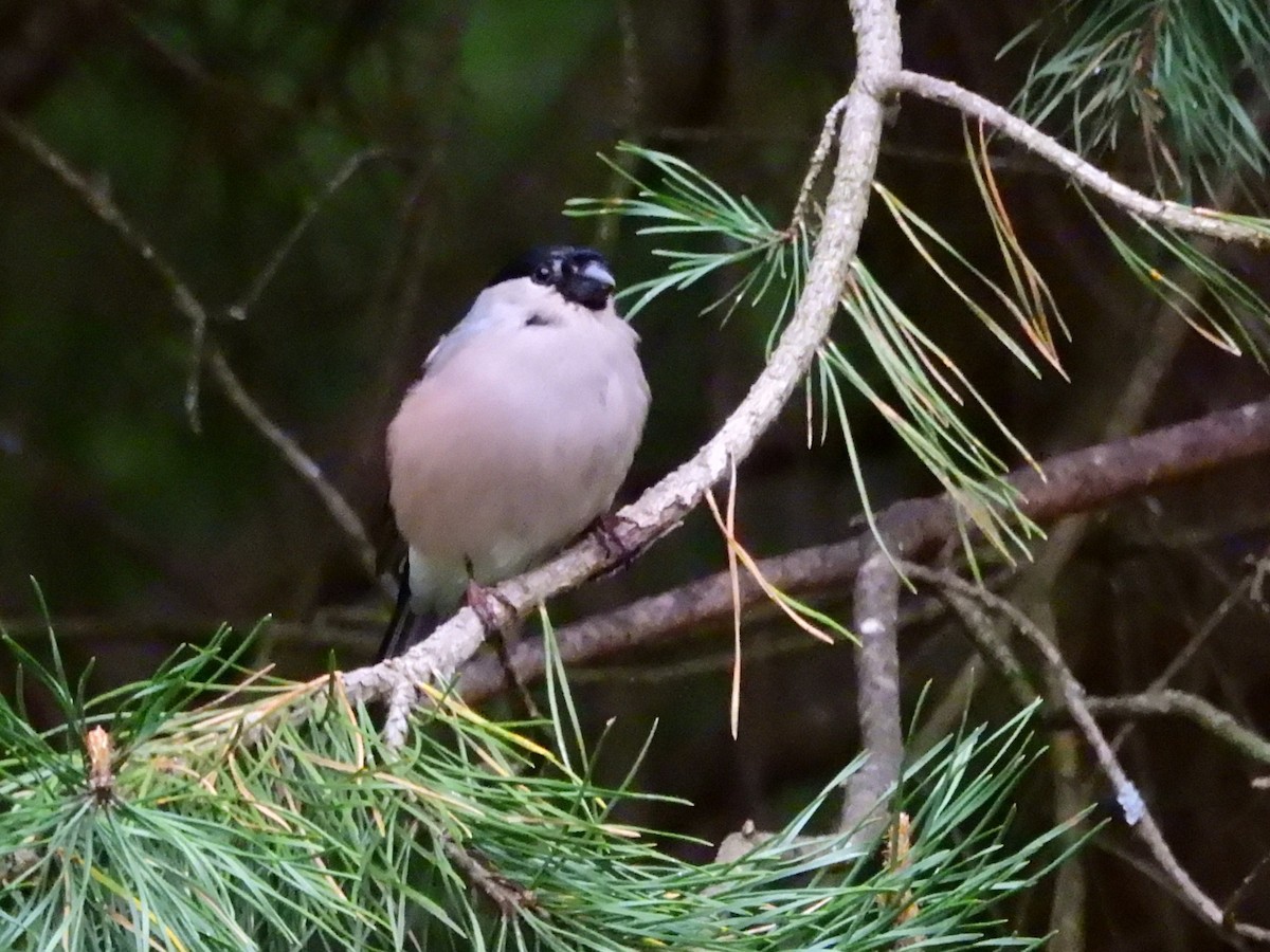Eurasian Bullfinch - ML638315930