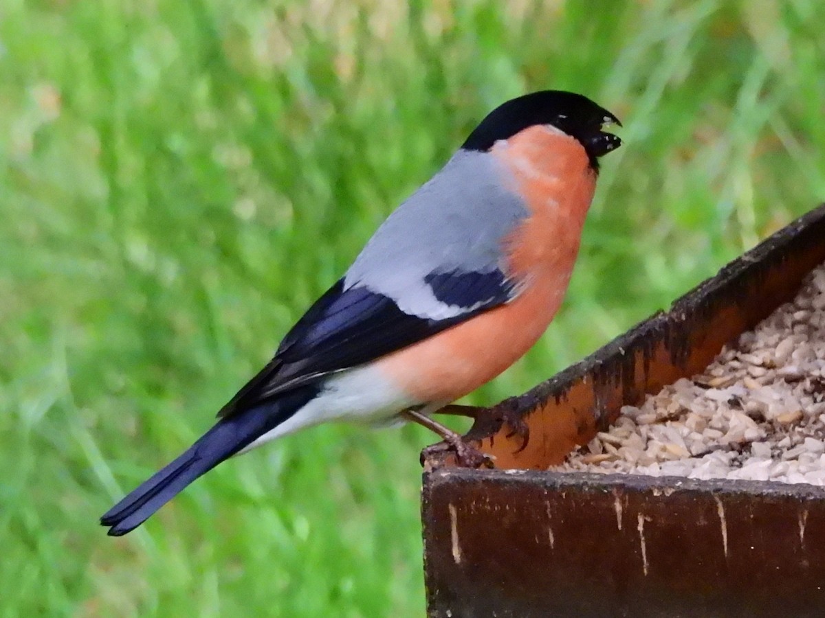 Eurasian Bullfinch - ML638315931
