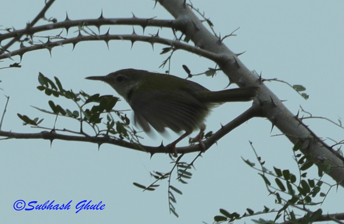 Common Tailorbird - ML638315932