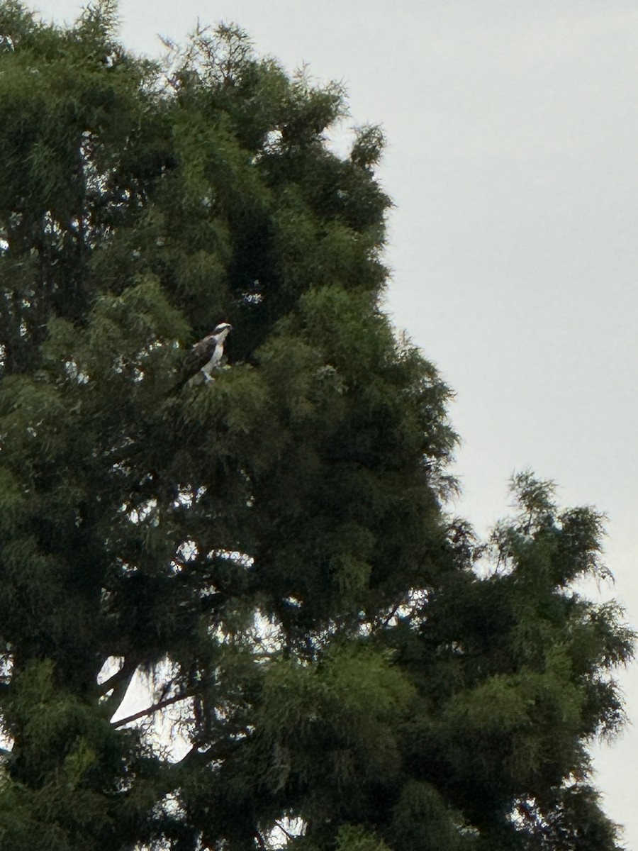 Osprey - ML638315933